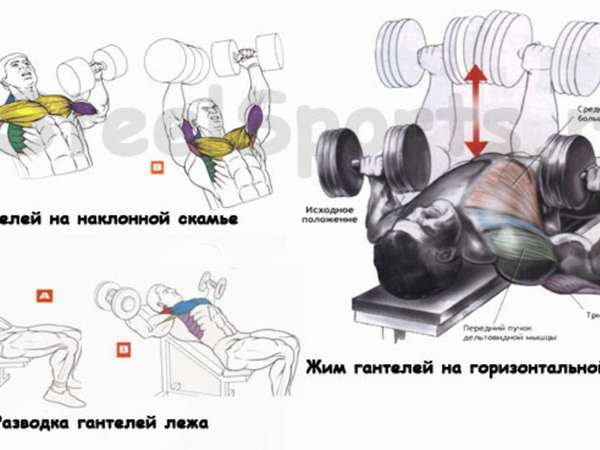 Упражнения для наращивания мышц 